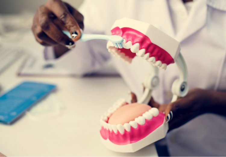 Dental jaw model used for patient education